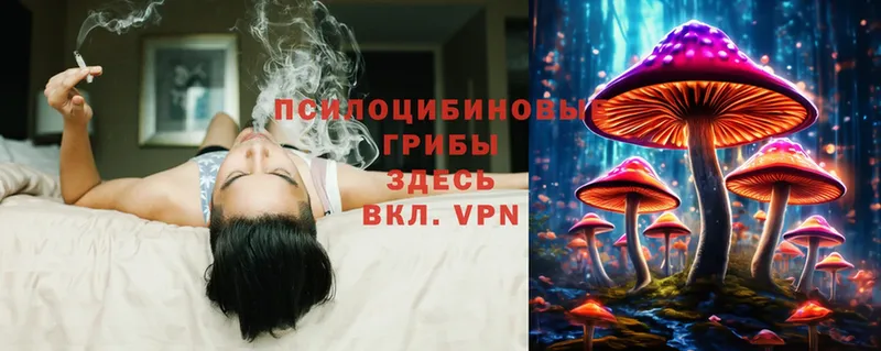 Галлюциногенные грибы Psilocybe  Майкоп 